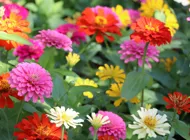 Grönskaer Och Blommor 4.