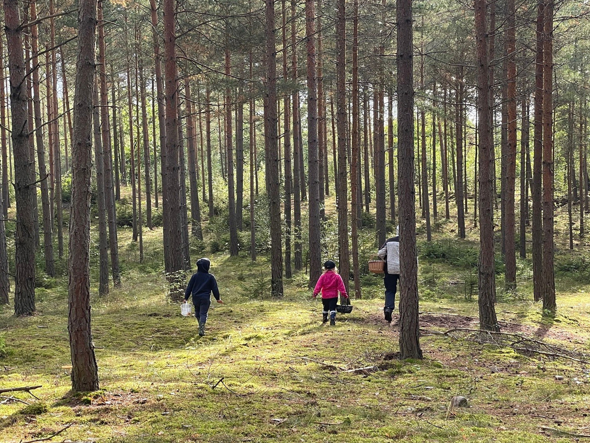 2000X1500 Skog.