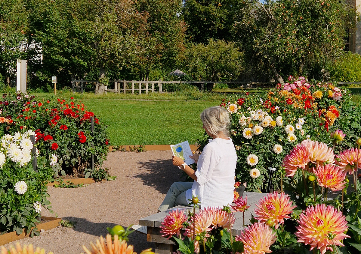 Varnhemsdahlior (1).