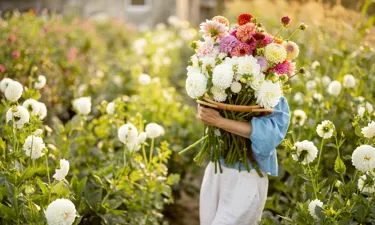 Grönskaer Och Blommor 7.
