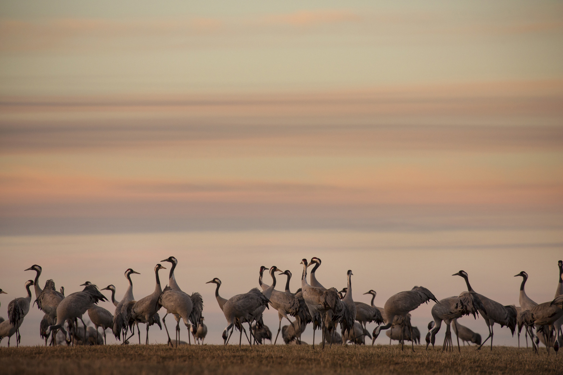 Grusgrus Skymningsmingel01 Foto Roger Borgelid.