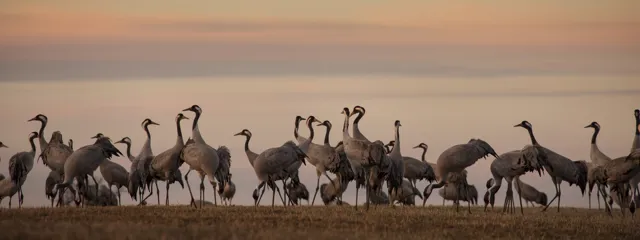 Grusgrus Skymningsmingel01 Foto Roger Borgelid.