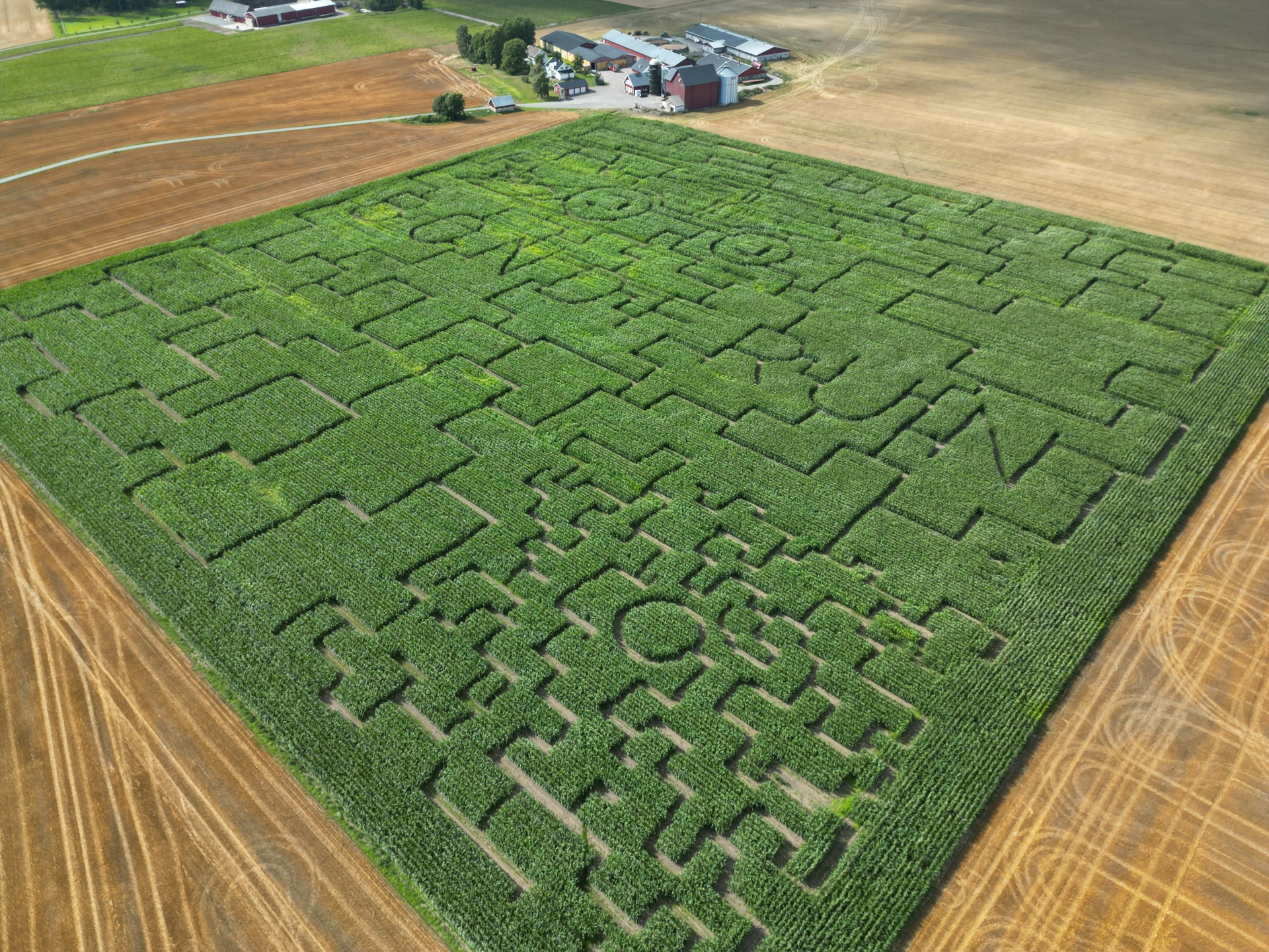 Majslabyrinten 2025 Aron.