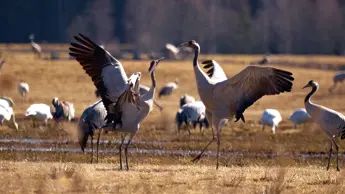Dancing Cranes Photo Jonas Ingman.