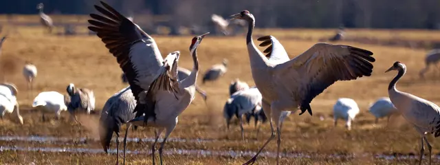 Dancing Cranes Photo Jonas Ingman.