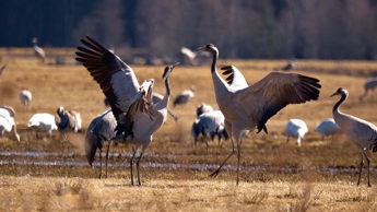 Dancing Cranes Photo Jonas Ingman.