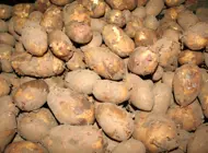 Potatis Aug 2007 002.