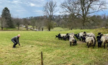 Får, Lamm Och Hans 1.