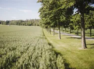 Dataväxt Hedåker 19.